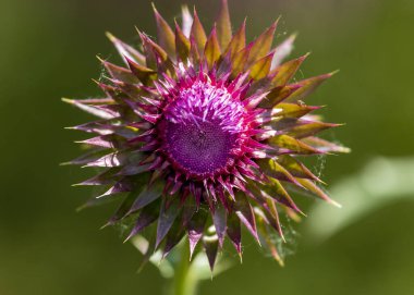 Çiçekli Vahşi Çiçek (Makro Fotoğrafçılık))