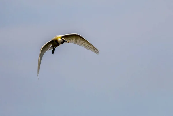 Güzel Avrasya Spoonbill Veya Yaygın Kaşık Faturası Platalea Leucorodia Uçuşta — Stok fotoğraf