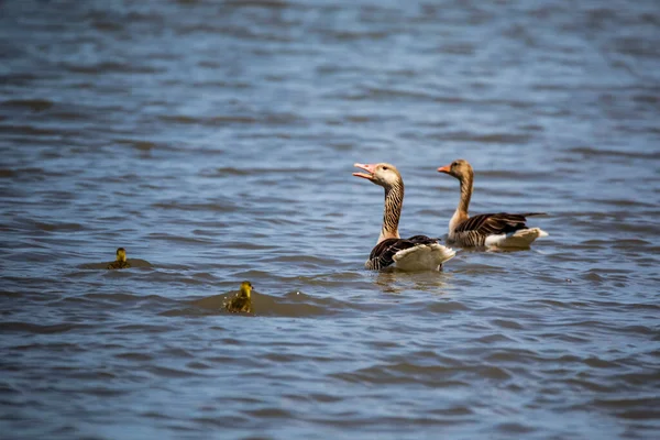 Wild geese swim with their chicks on a lake