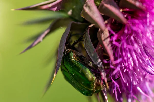 Fleur Sauvage Avec Punaise Verte Dans Nature Macro Photographie — Photo
