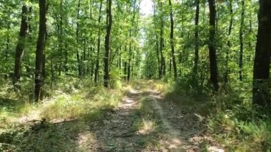 Toprak yol, çamurlu yol ve yağmur ormanı.