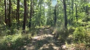 Toprak yol, çamurlu yol ve yağmur ormanı.