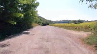 Ayçiçeği tarlasında toprak yol