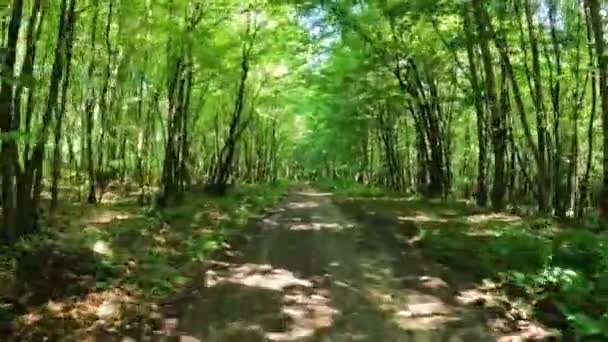 Брудна Дорога Брудна Дорога Дощовий Ліс — стокове відео