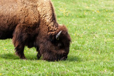 Avrupa bizonu Bizon Bonasus wile sığır Avrupa