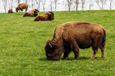 Avrupa bizonu Bizon Bonasus wile sığır Avrupa