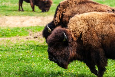 Avrupa bizonu Bizon Bonasus wile sığır Avrupa