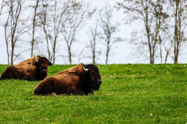 Avrupa bizonu Bizon Bonasus wile sığır Avrupa