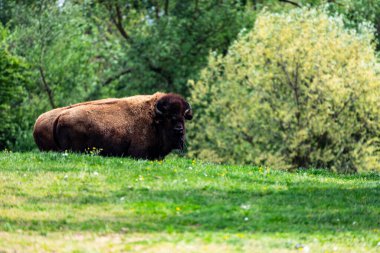 Avrupa bizonu Bizon Bonasus wile sığır Avrupa
