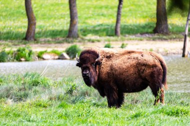 Avrupa bizonu Bizon Bonasus wile sığır Avrupa