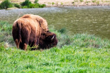 Avrupa bizonu Bizon Bonasus wile sığır Avrupa