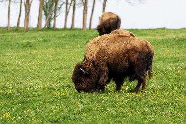 Avrupa bizonu Bizon Bonasus wile sığır Avrupa