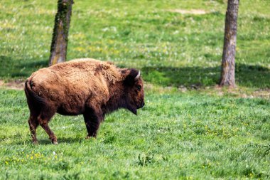 Avrupa bizonu Bizon Bonasus wile sığır Avrupa