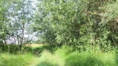 Avrupa 'da bir 4x4 safarinin izleri ve izleri. Yaz ağacı çayırında ön manzara.