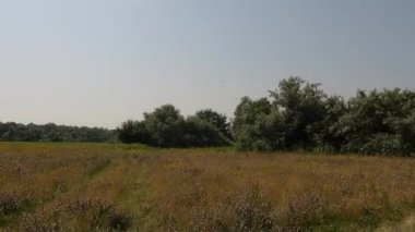 Avrupa 'da bir 4x4 safarinin izleri ve izleri. Yaz ağacı çayırında ön manzara.