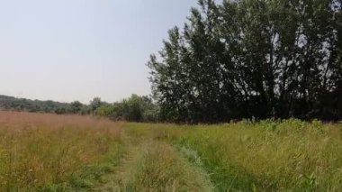Avrupa 'da bir 4x4 safarinin izleri ve izleri. Yaz ağacı çayırında ön manzara.