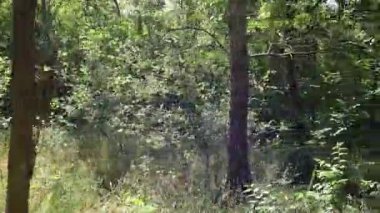 Avrupa 'da bir 4x4 safarinin izleri ve izleri. Yaz ağacı çayırında ön manzara.