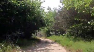 Avrupa 'da bir 4x4 safarinin izleri ve izleri. Yaz ağacı çayırında ön manzara.