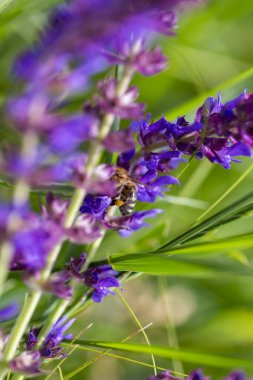 Arı ve çiçek. Güneşli bir günde, büyük bir arı çiçekte bal toplar. Makro fotoğrafçılık. Yaz ve bahar arkaplanları