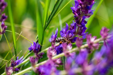 Arı ve çiçek. Güneşli bir günde, büyük bir arı çiçekte bal toplar. Makro fotoğrafçılık. Yaz ve bahar arkaplanları