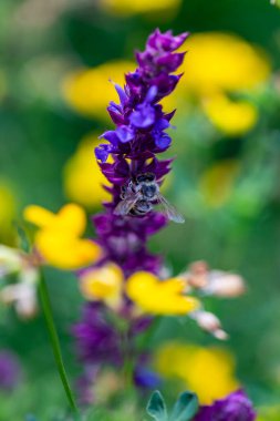 Arı ve çiçek. Güneşli bir günde, büyük bir arı çiçekte bal toplar. Makro fotoğrafçılık. Yaz ve bahar arkaplanları