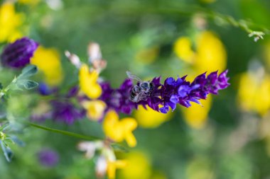 Arı ve çiçek. Güneşli bir günde, büyük bir arı çiçekte bal toplar. Makro fotoğrafçılık. Yaz ve bahar arkaplanları