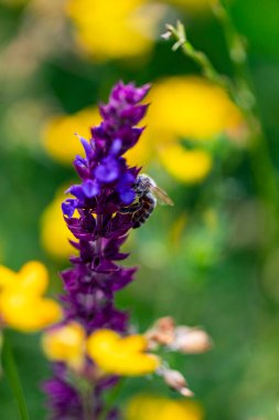 Arı ve çiçek. Güneşli bir günde, büyük bir arı çiçekte bal toplar. Makro fotoğrafçılık. Yaz ve bahar arkaplanları