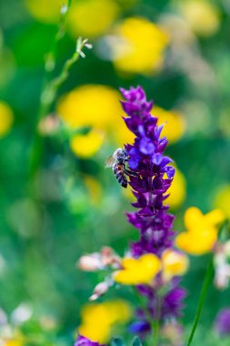 Arı ve çiçek. Güneşli bir günde, büyük bir arı çiçekte bal toplar. Makro fotoğrafçılık. Yaz ve bahar arkaplanları