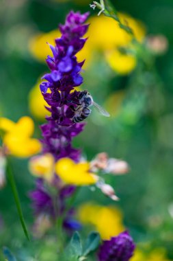Arı ve çiçek. Güneşli bir günde, büyük bir arı çiçekte bal toplar. Makro fotoğrafçılık. Yaz ve bahar arkaplanları