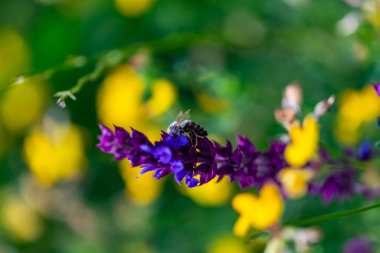 Arı ve çiçek. Güneşli bir günde, büyük bir arı çiçekte bal toplar. Makro fotoğrafçılık. Yaz ve bahar arkaplanları