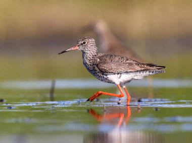 Sığ sularda yiyecek arayan bir Redshank