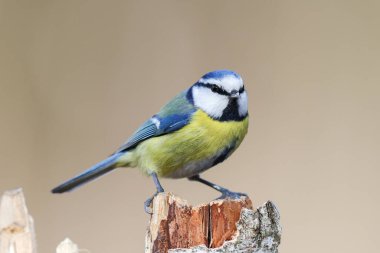Blue tit sitting on an old tree stump