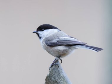 A marsh tit sitting on the branch
