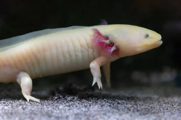 Axolotl Ambystoma Mexicanum Peedomorfe Salamander Ernstig Bedreigde Amfibie Uit Familie — Stockfoto