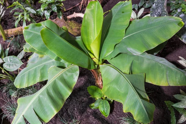 Муса Акумината Банановые Листья Вечнозеленые Многолетние Растения Семье Musaceae Уроженец — стоковое фото