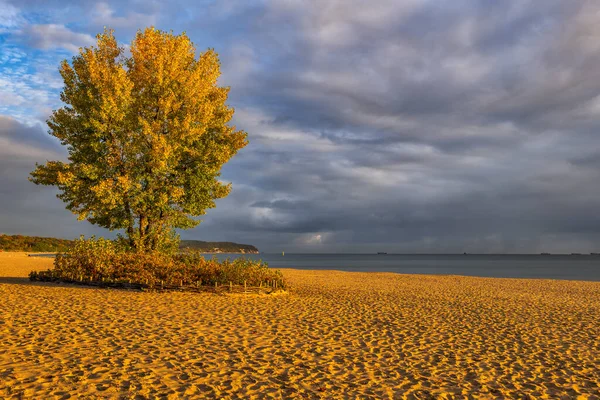 Beach Sunrise Single Autumn Tree Baltic Sea Resort Town Sopot — Stock Photo, Image