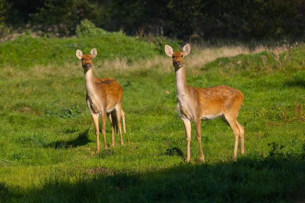 Barasingha Rucervus Duvaucelii Swamp Deer Females Meadow Alert Looking Camera — Stock Photo, Image