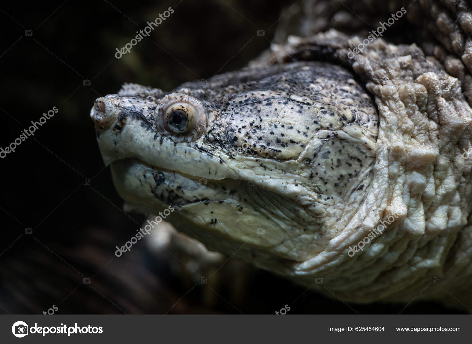 Common Snapping Turtle Chelydra Serpentina Head Underwater