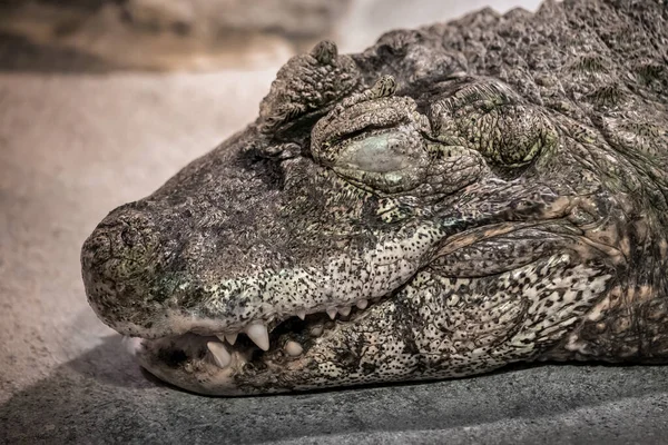 Széles Orrú Kajmán Caiman Latirostris Vezetője Csukott Szemmel Krokodil Alligatoridae — Stock Fotó