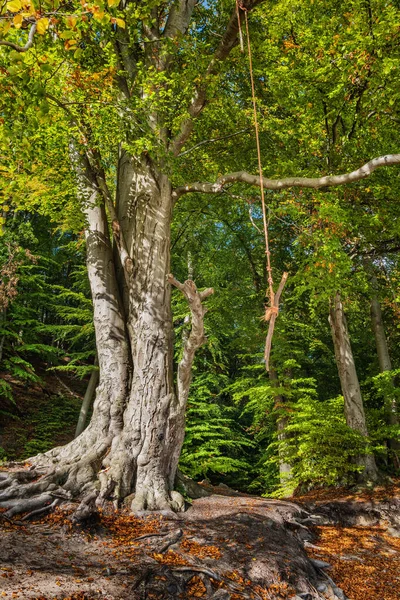 Enkel Gunga Gjord Rep Och Träpinne Fäst Vid Ett Bokträd — Stockfoto