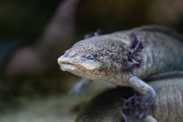 Axolotl Ambystoma Mexicanum Peedomorfe Salamander Ernstig Bedreigde Amfibieën Uit Familie — Stockfoto