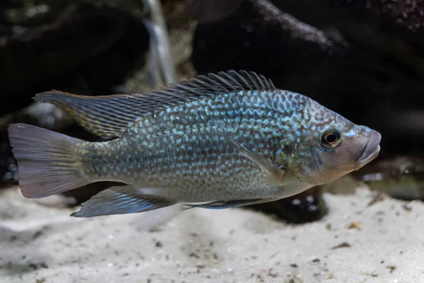 Tanganjika Tilapia Oreochromis Tanganicae Tanganjikasee Und Den Zufließenden Flüssen Endemisch — Stockfoto