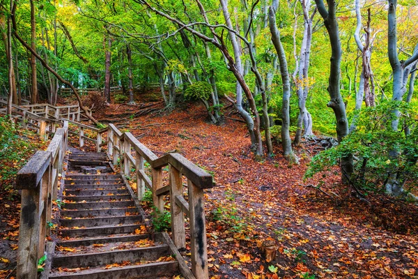 Őszi Erdő Táj Fából Készült Lépcsővel Hegy Tetejére Lehullott Levelek — Stock Fotó