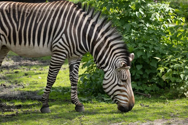 Hartmann Dağ Zebrası Equus Zebra Hartmannae Otlayan Equidae Familyasından Bir — Stok fotoğraf