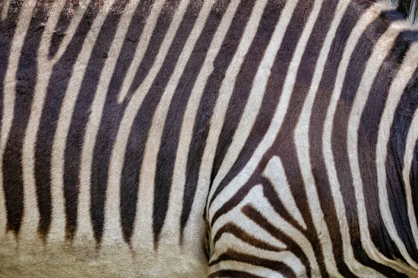 Hartmann Mountain Zebra Equus Zebra Hartmannae Skin Background Animal Famille — Photo