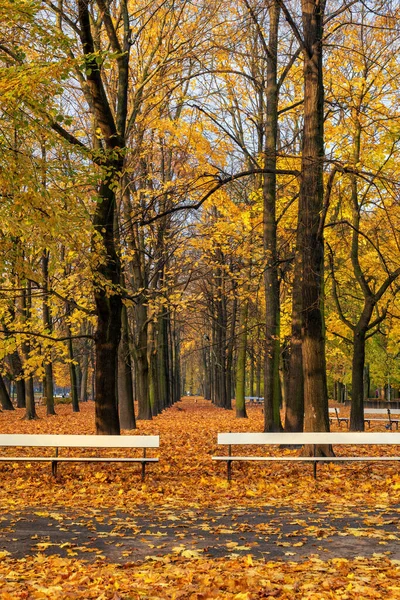 位于波兰华沙的撒克逊花园 Ogrod Saski 秋天的风景 有小巷 落叶和长椅 市中心的公园 — 图库照片