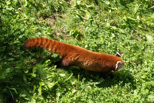 Panda Rosso Ailurus Fulgens Nell Erba Animale Della Famiglia Ailuridae — Foto Stock