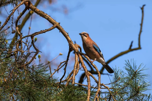 春に木の枝にあるユーラシア ジェイ Garrulus Glandarius コルビダス科のパッセリン科鳥 — ストック写真