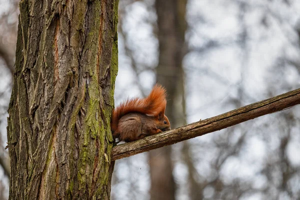 Red Squirrel Sciurus Vulgaris Tree Branch Forest Tail Its Back — Stock Photo, Image