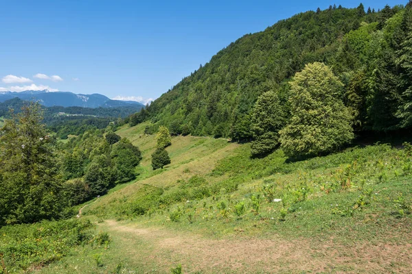 Peisaj Luncă Pădure Panta Montană Alpii Iulieni Nordul Sloveniei Europa — Fotografie, imagine de stoc